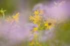 USA-Colorado-Gunnison National Forest Mule-ears and aster flowers abstract Art Print